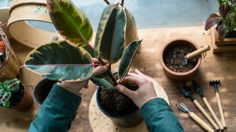 Person touching plant
