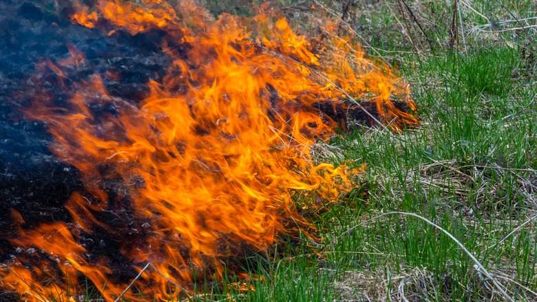 fire on grass