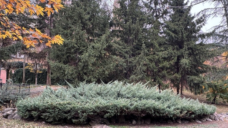 Eastern red cedar and other trees in fall