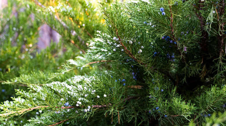 Branches of the eastern red cedar with its blue berries, lightly dusted with snow