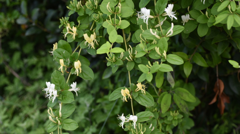 Japanese honeysuckle vines growing