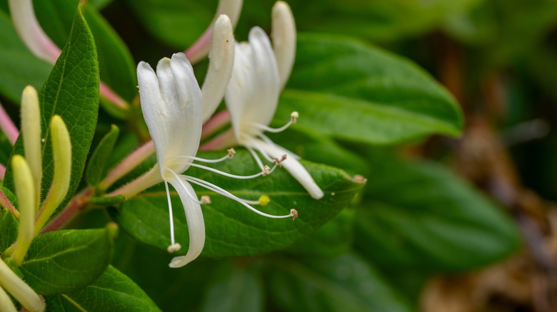 Japanese honeysuckle blooms with green leaves