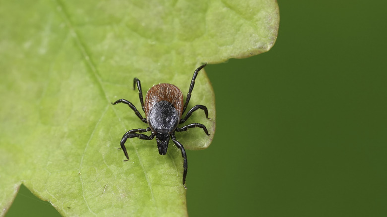 Close up of a tick on a leaf