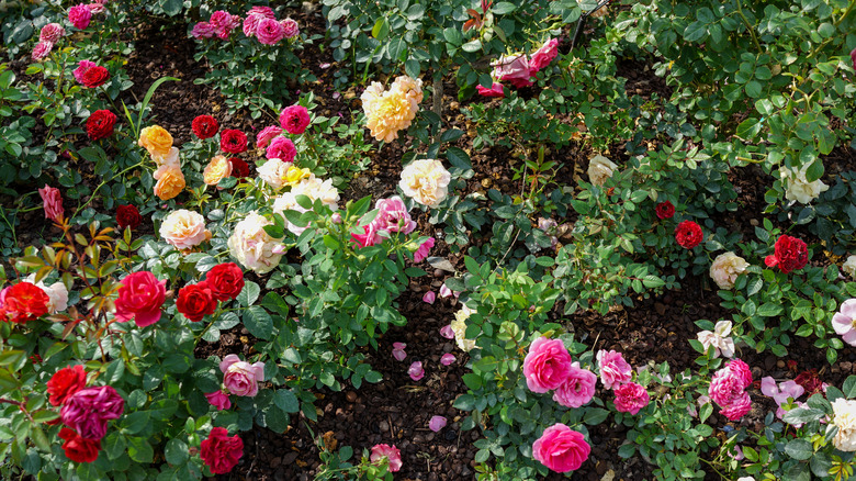 Rose bushes with many-colored roses