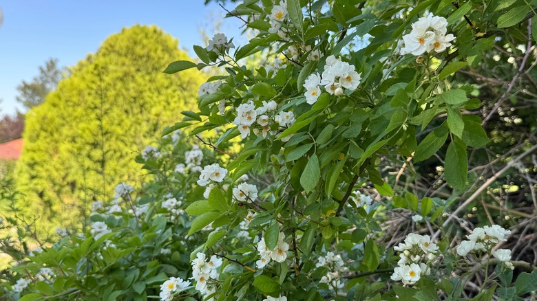 Huge multiflora rose plant dwarfs other landscape plants