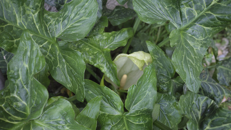 Close up of Italian arum plant growing in a clump