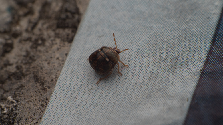 A kudzu bug walks on the vinyl fabric of an outdoor chair.