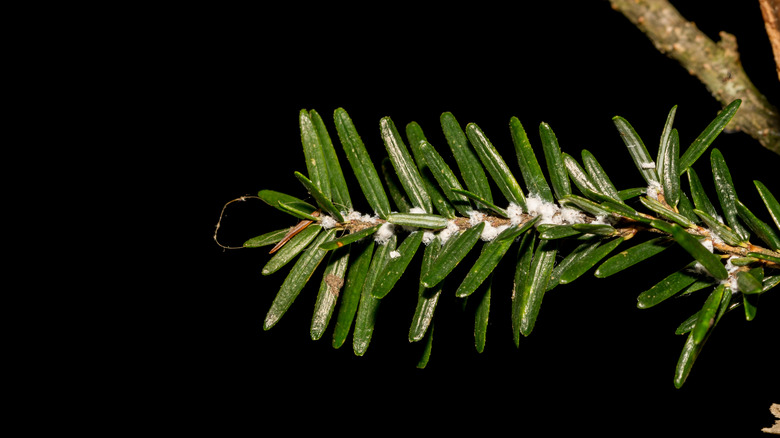 Hemlock Woolly Adelgid Infestation