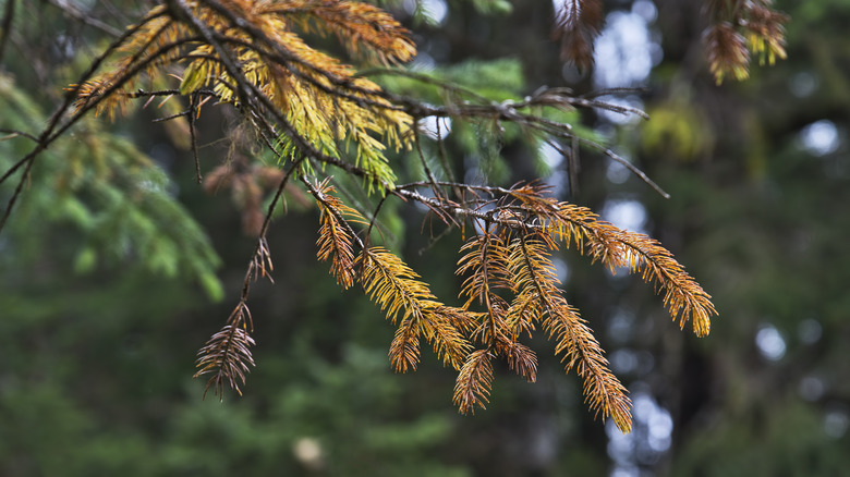 Dead tree branches of a hemlock tree