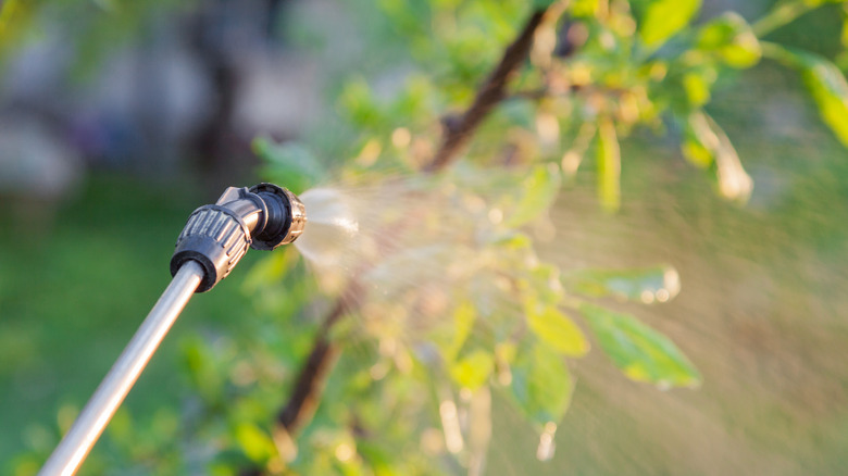 Sprinkling of trees with pesticides