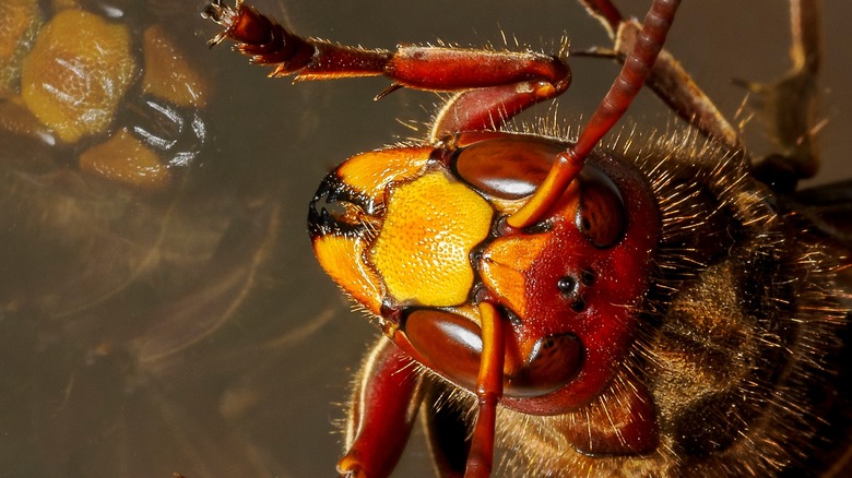 yellow-legged hornet sparkles in sunlight with red, orange and yellow features