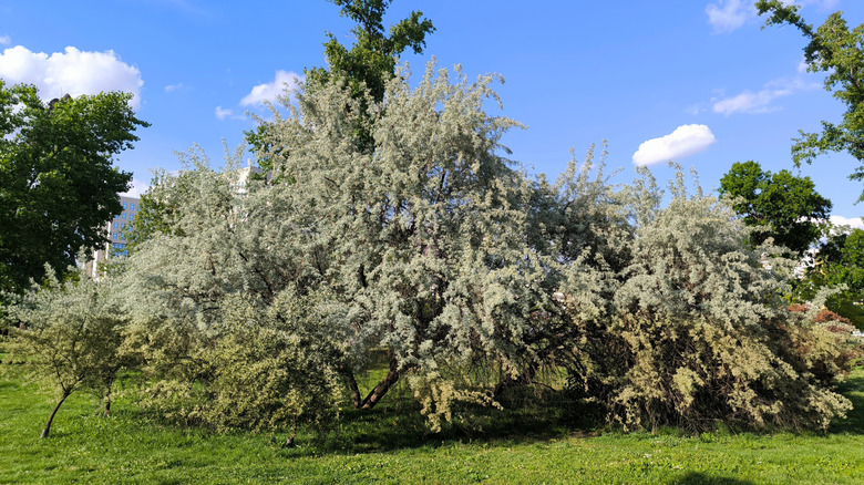 Russian olive tree in spring with blooms