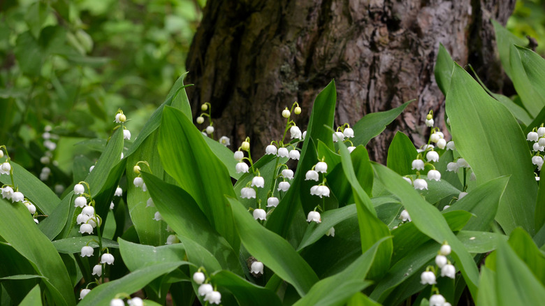 Lily of the valley growing near the base of a tree