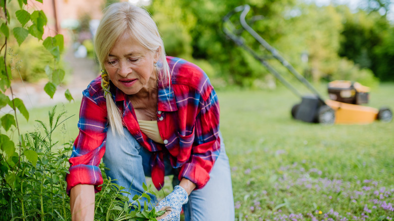 Senior woman kneeling down to look at perennial plants in garden