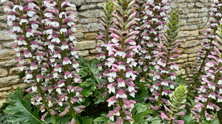 large bear's breeches plant in yard