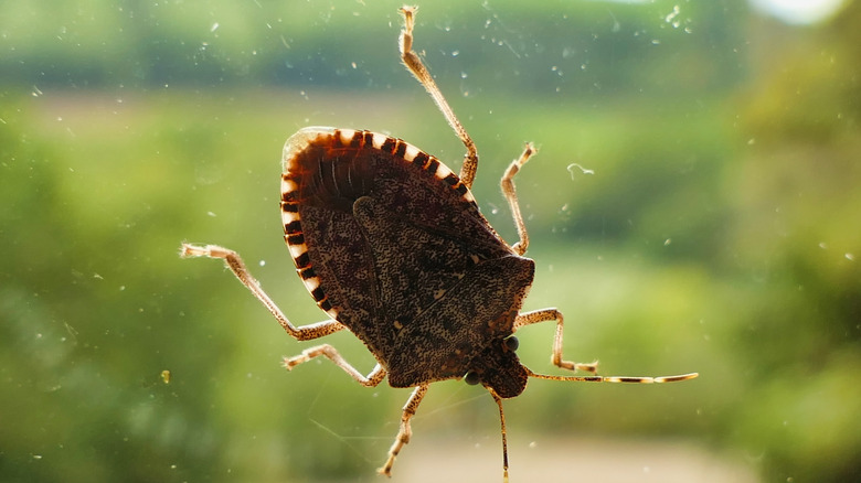 A stink bug walks across a window pane