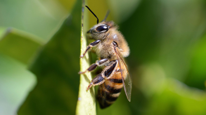 Close-up of an Africanized bee on green leaf