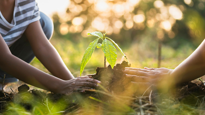 people planting a tree sapling