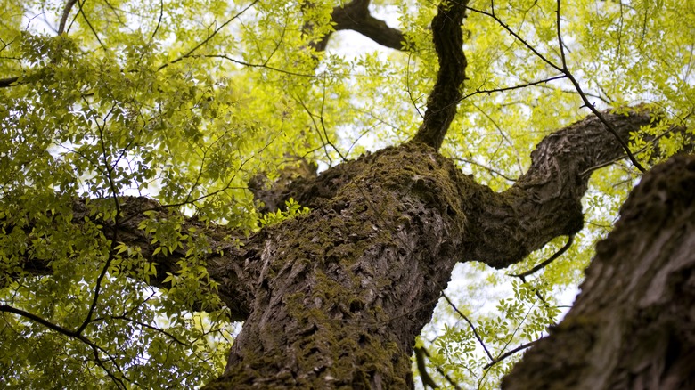 close up of siberian elm