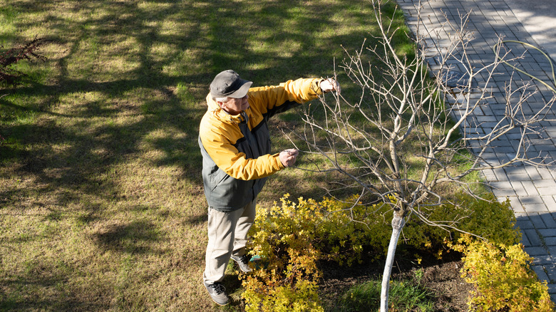 A man inspects a tree in his yard