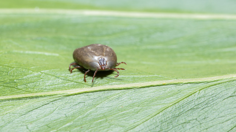 A close-up image of a Haemaphysalis longicornis on a leaf