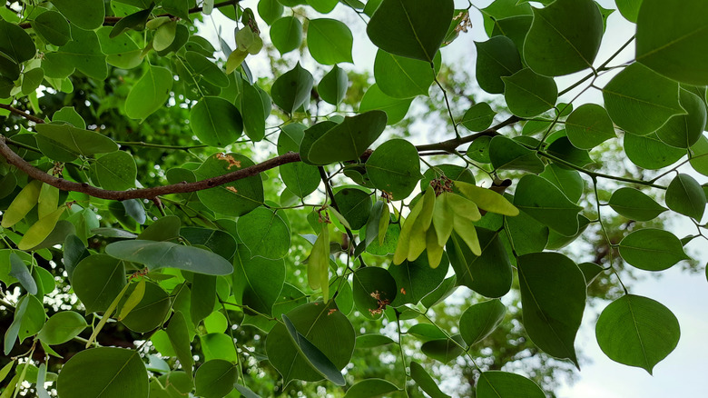 foglie dell'albero sissoo