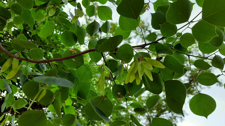 sissoo tree leaves