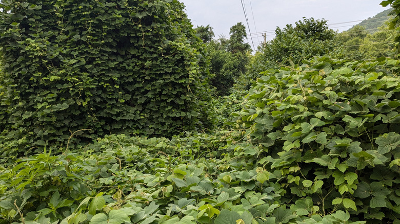 a spreading kudzu vine grows freely