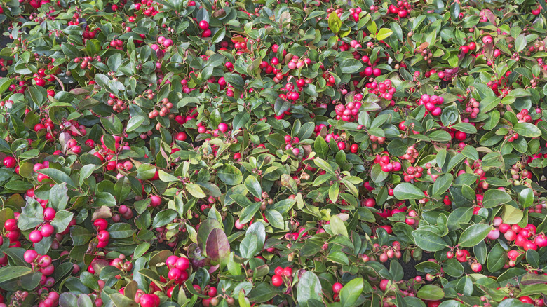 wintergreen plant grows with beautiful red berries