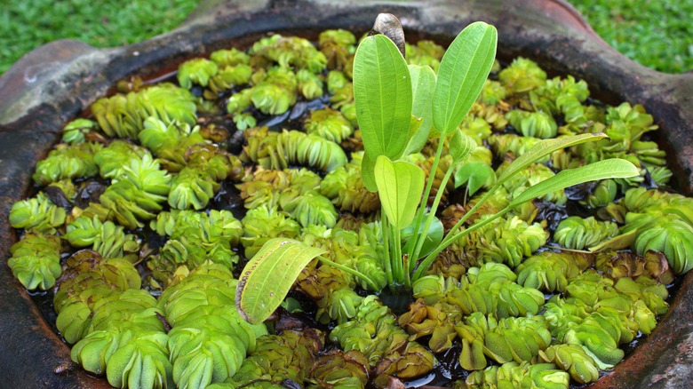 Salvinia molesta (giant salvinia) on a water vase