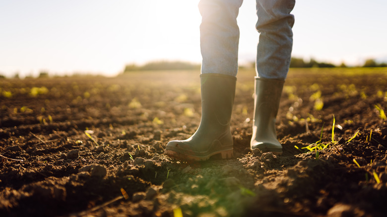 Gardener surveys soil in preparation for planting.