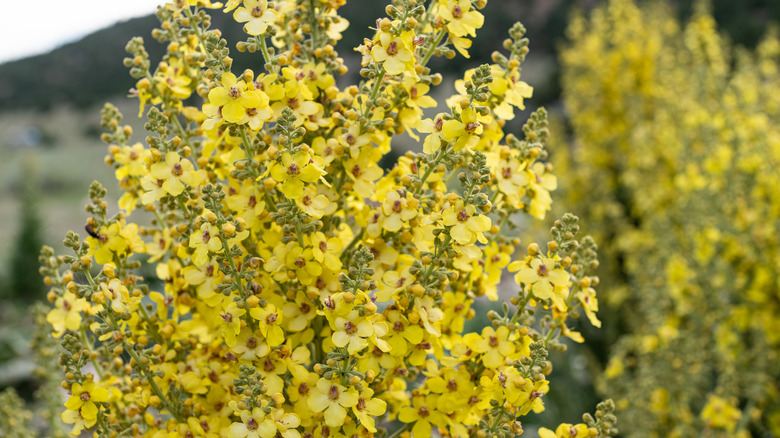 Mullein puts out yellow flowers on spikey stems.