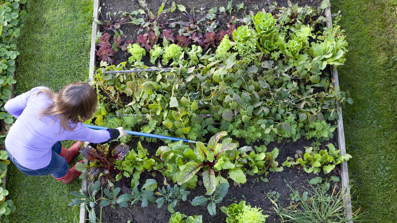 Person weeding garden
