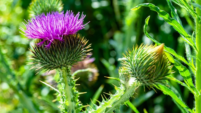 Burdock flower