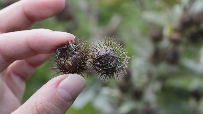 Hand holding burdock seed pods