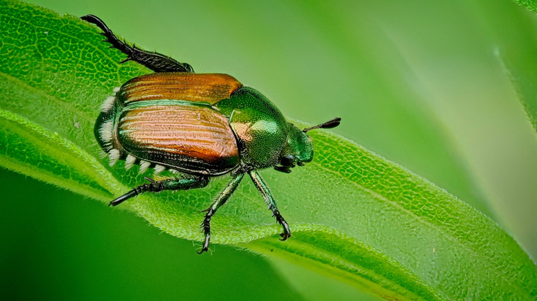 Close-up of Japanese beetle walking on a leaf