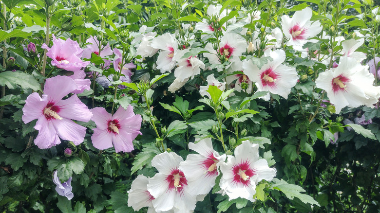 Pink and white Rose of Sharon hibiscus flowers