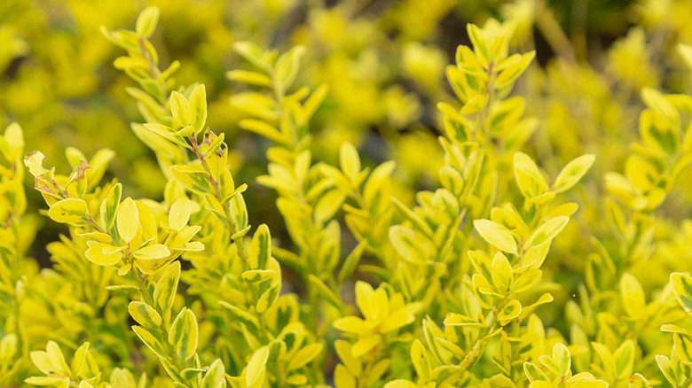 Japanese Touch of Gold Holly Plant