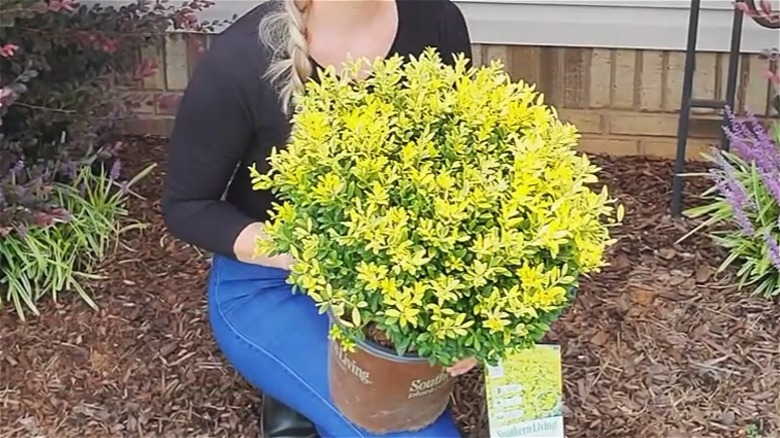Woman holding Touch of Gold holly in container