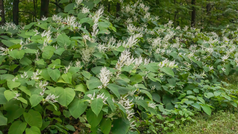A large patch of Japanese knotweed grows in a yard.