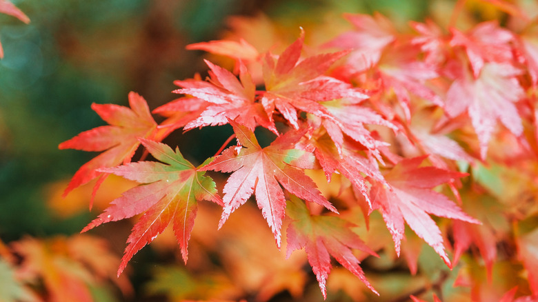 Orange-red Japanese maple leaves with red stems.