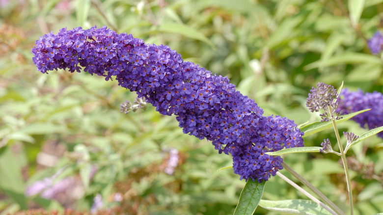 Blooms on Adonis Blue Buddleja davidii plant