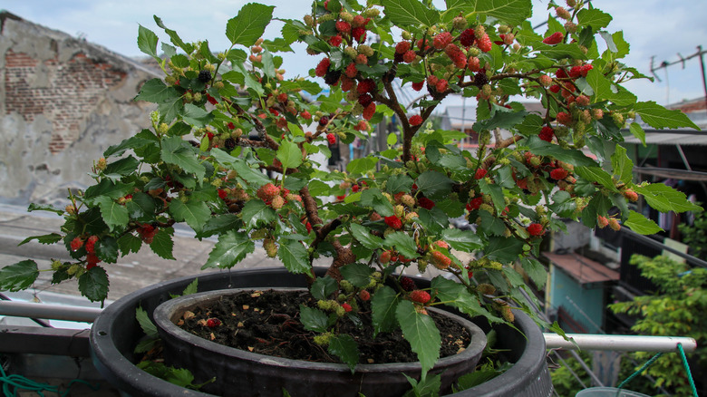 a pot-grown mulberry tree with fruit