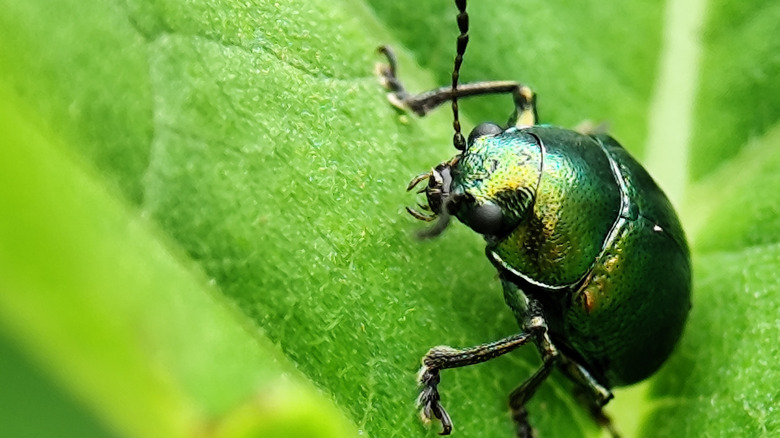 A metallic green June beetle crawling over a leaf