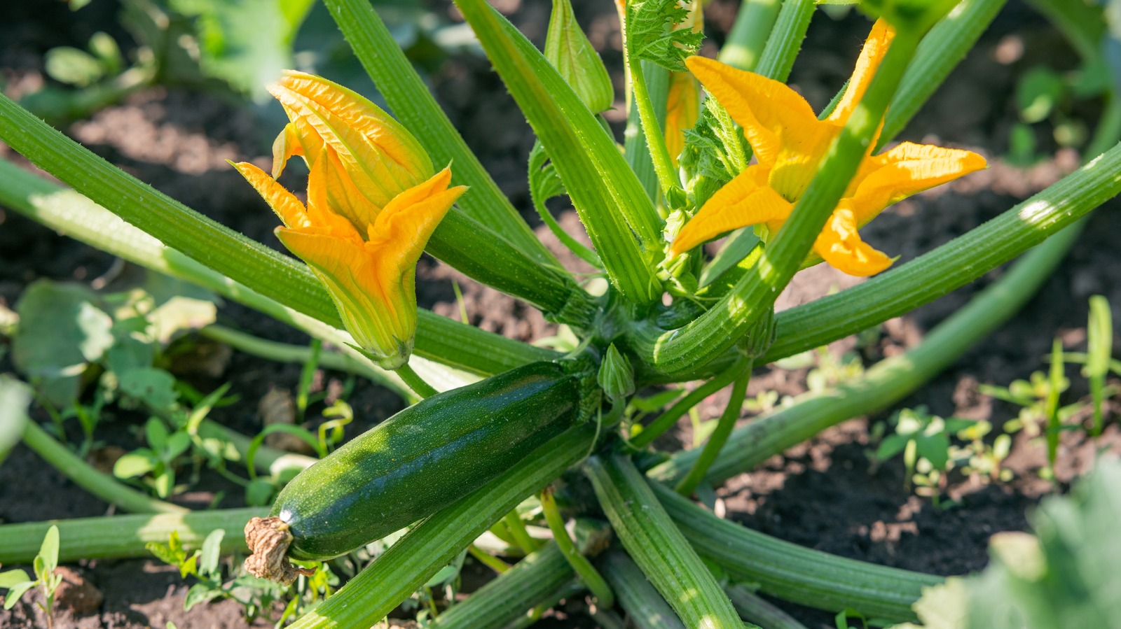 The Key Differences Between Growing Winter And Summer Squash