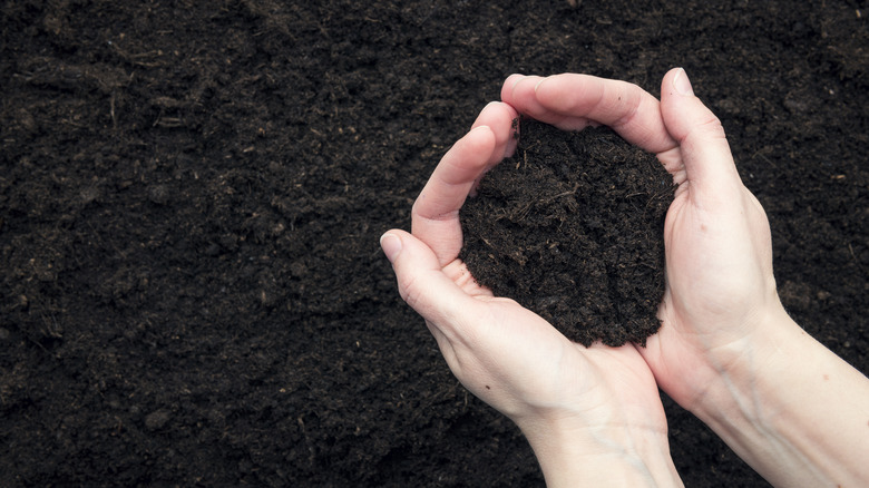 hands holding rich soil