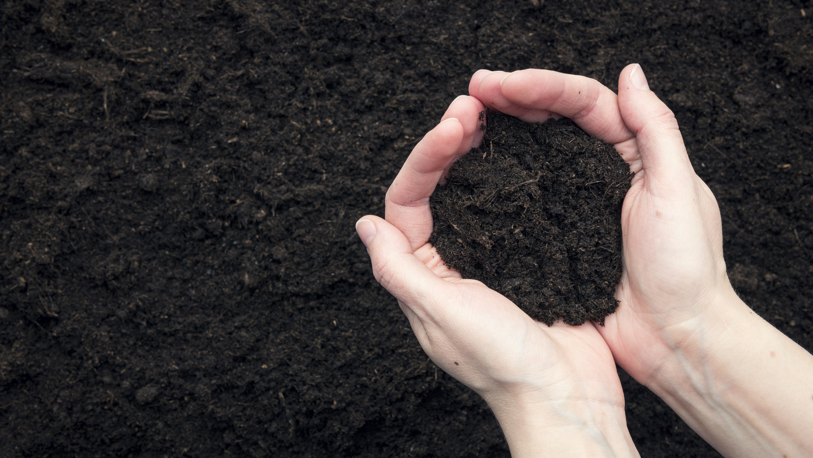 The Key Differences Between Loam And Topsoil