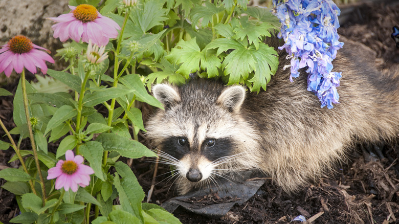 A racoon caught digging into garden soil