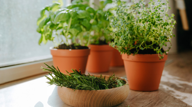A collection of different potted herbs indoors near a window