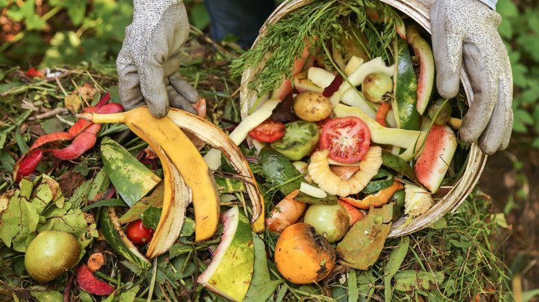 A big pile of food waste going into a compost pile